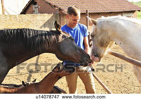 Stock Photo - Young man feeding small group of horses and goats in paddock. Fotosearch