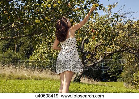 Young woman picking apple form tree View Large Photo Image Stock Photo - Young woman picking apple form tree. Fotosearch