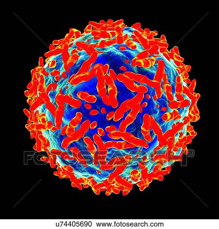 Adeno associated virus, artwork View Large Illustration Clipart - Adeno associated virus, artwork. Fotosearch