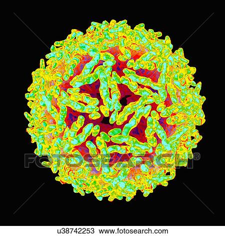 Drawing - Adeno associated virus, artwork. Fotosearch
