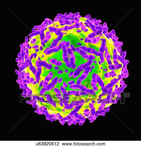Drawing - Adeno associated virus, artwork. Fotosearch