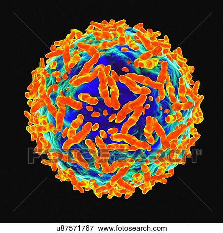 Adeno associated virus, artwork View Large Illustration Stock Illustration - Adeno associated virus, artwork. Fotosearch