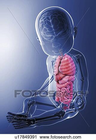Baby's anatomy, artwork View Large Illustration Clip Art - Baby's anatomy, artwork. Fotosearch