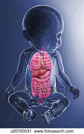 Baby's anatomy, artwork View Large Illustration Clip Art - Baby's anatomy, artwork. Fotosearch