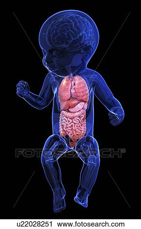 Baby's anatomy, artwork View Large Illustration Clip Art - Baby's anatomy, artwork. Fotosearch