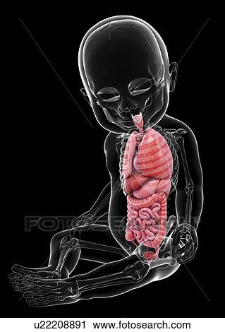 Clip Art - Baby's anatomy, artwork. Fotosearch