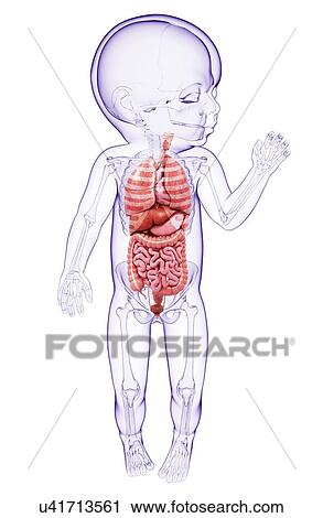 Clip Art - Baby's anatomy, artwork. Fotosearch