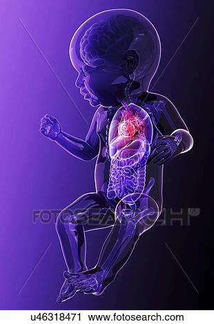 Clip Art - Baby's anatomy, artwork. Fotosearch
