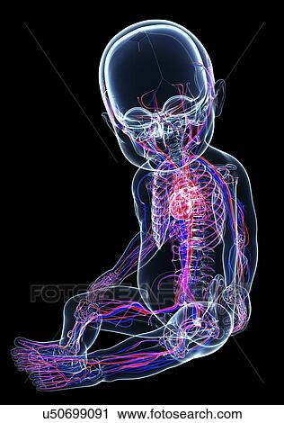 Clip Art - Baby's anatomy, artwork. Fotosearch