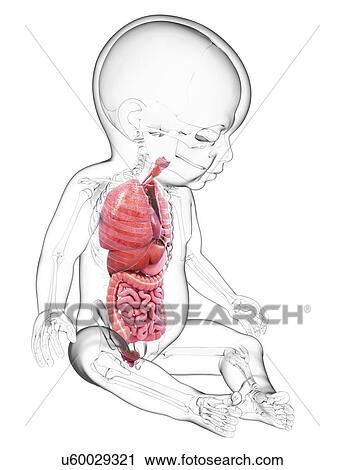 Clip Art - Baby's anatomy, artwork. Fotosearch