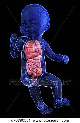 Clip Art - Baby's anatomy, artwork. Fotosearch