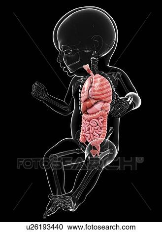 Clipart - Baby's anatomy, artwork. Fotosearch
