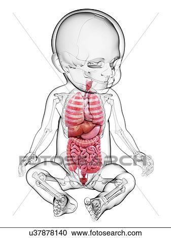 Baby's anatomy, artwork View Large Illustration Clipart - Baby's anatomy, artwork. Fotosearch