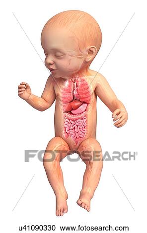 Baby's anatomy, artwork View Large Illustration Clipart - Baby's anatomy, artwork. Fotosearch