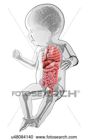 Baby's anatomy, artwork View Large Illustration Clipart - Baby's anatomy, artwork. Fotosearch