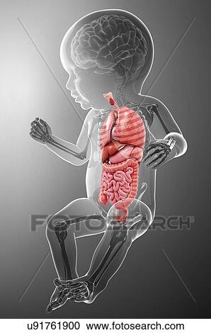 Baby's anatomy, artwork View Large Illustration Clipart - Baby's anatomy, artwork. Fotosearch