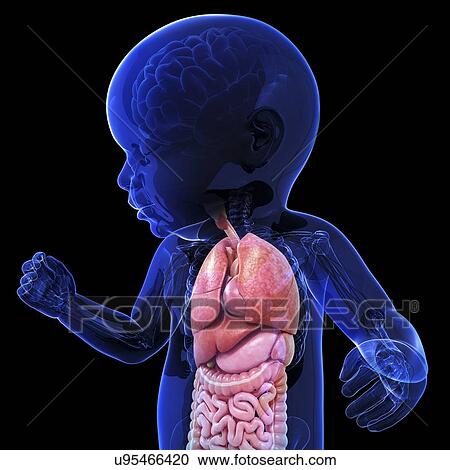 Clipart - Baby's anatomy, artwork. Fotosearch