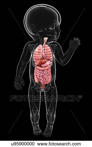 Baby's anatomy, artwork View Large Illustration Clipart - Baby's anatomy, artwork. Fotosearch