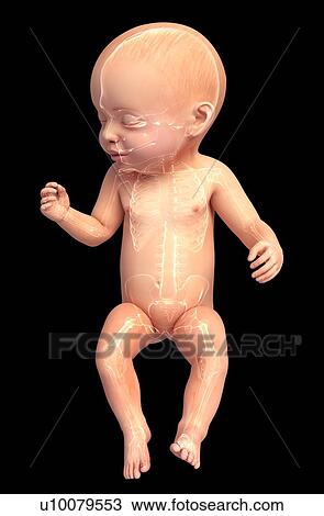 Baby's anatomy, artwork View Large Illustration Drawing - Baby's anatomy, artwork. Fotosearch
