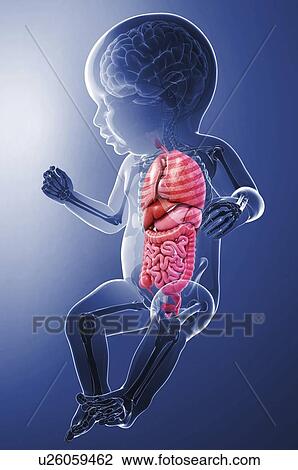 Drawing - Baby's anatomy, artwork. Fotosearch