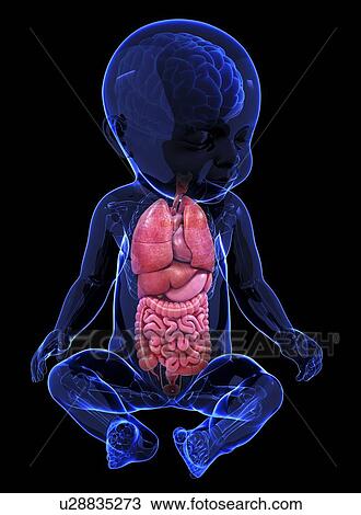 Drawing - Baby's anatomy, artwork. Fotosearch
