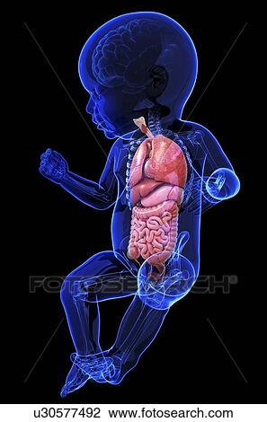Baby's anatomy, artwork View Large Illustration Drawing - Baby's anatomy, artwork. Fotosearch