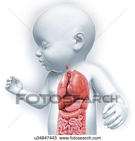 Baby's anatomy, artwork View Large Illustration Drawing - Baby's anatomy, artwork. Fotosearch