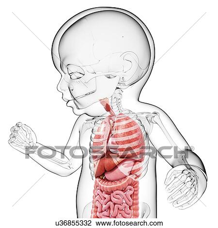 Baby's anatomy, artwork View Large Illustration Drawing - Baby's anatomy, artwork. Fotosearch