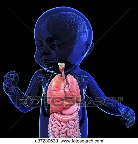 Drawing - Baby's anatomy, artwork. Fotosearch