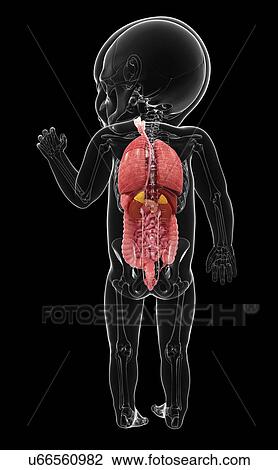 Drawing - Baby's anatomy, artwork. Fotosearch