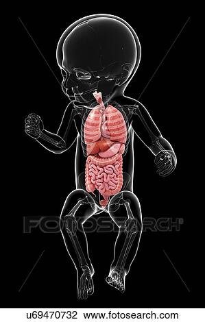 Drawing - Baby's anatomy, artwork. Fotosearch
