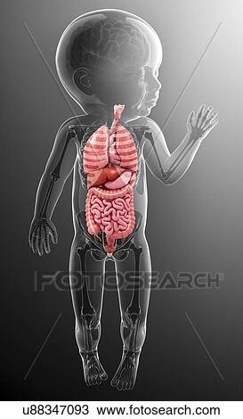 Baby's anatomy, artwork View Large Illustration Drawing - Baby's anatomy, artwork. Fotosearch