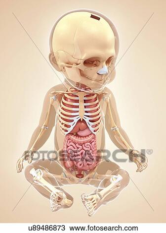 Baby's anatomy, artwork View Large Illustration Drawing - Baby's anatomy, artwork. Fotosearch