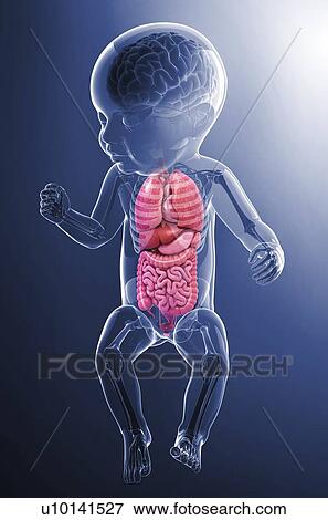 Stock Illustration - Baby's anatomy, artwork. Fotosearch