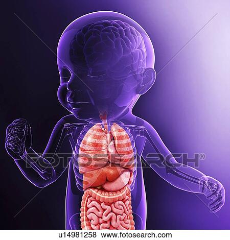 Baby's anatomy, artwork View Large Illustration Stock Illustration - Baby's anatomy, artwork. Fotosearch