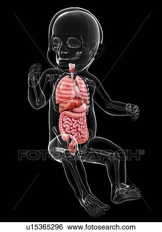 Baby's anatomy, artwork View Large Illustration Stock Illustration - Baby's anatomy, artwork. Fotosearch
