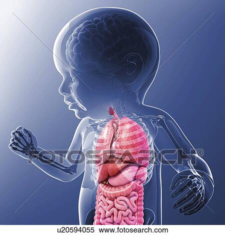 Baby's anatomy, artwork View Large Illustration Stock Illustration - Baby's anatomy, artwork. Fotosearch