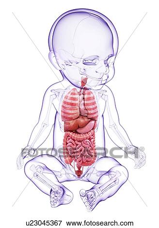 Baby's anatomy, artwork View Large Illustration Stock Illustration - Baby's anatomy, artwork. Fotosearch
