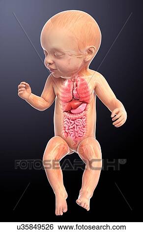 Stock Illustration - Baby's anatomy, artwork. Fotosearch