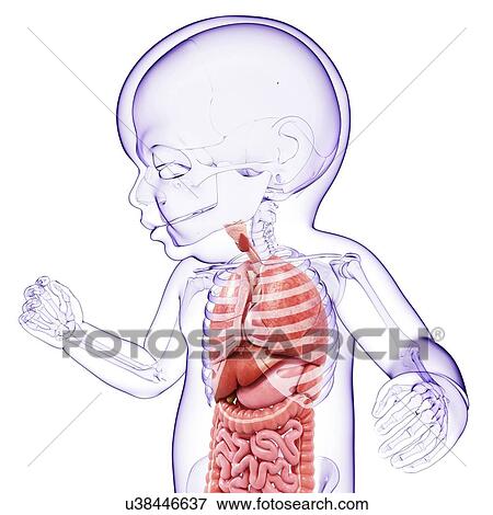Baby's anatomy, artwork View Large Illustration Stock Illustration - Baby's anatomy, artwork. Fotosearch