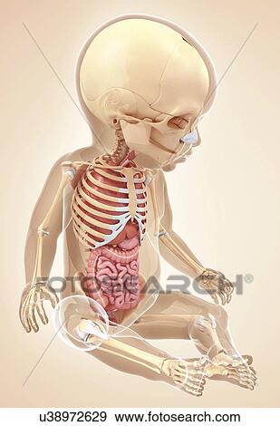 Baby's anatomy, artwork View Large Illustration Stock Illustration - Baby's anatomy, artwork. Fotosearch