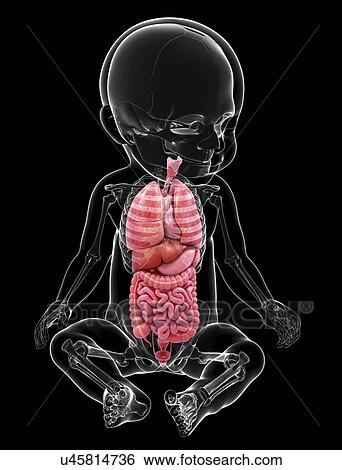 Stock Illustration - Baby's anatomy, artwork. Fotosearch