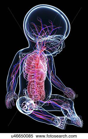 Stock Illustration - Baby's anatomy, artwork. Fotosearch