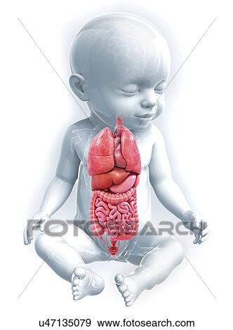 Baby's anatomy, artwork View Large Illustration Stock Illustration - Baby's anatomy, artwork. Fotosearch