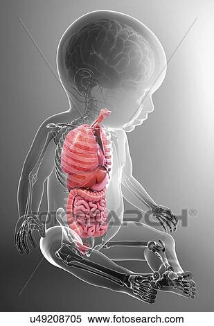 Stock Illustration - Baby's anatomy, artwork. Fotosearch