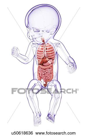 Stock Illustration - Baby's anatomy, artwork. Fotosearch