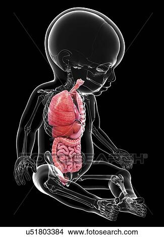 Stock Illustration - Baby's anatomy, artwork. Fotosearch