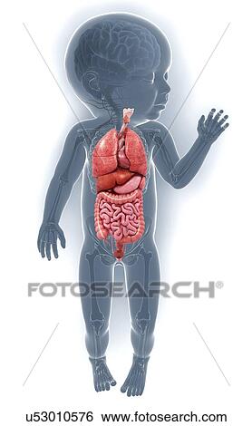 Stock Illustration - Baby's anatomy, artwork. Fotosearch