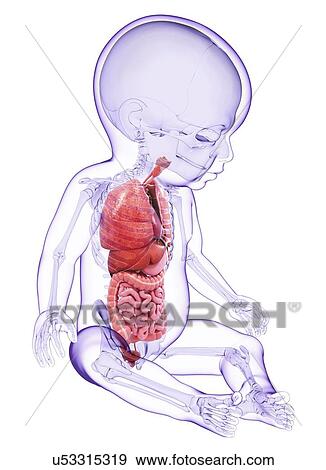 Stock Illustration - Baby's anatomy, artwork. Fotosearch