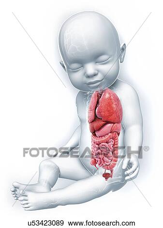 Stock Illustration - Baby's anatomy, artwork. Fotosearch